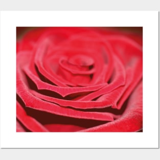 Velvety red rose Posters and Art